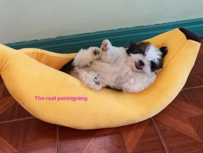 Este cachorro duerme como si se hubiera "apagado", y es ridículamente adorable (30 fotos)