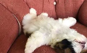 This Puppy Sleeps Like As If It Was 'Turned Off' And It Looks Ridiculously Cute (30 Pics)