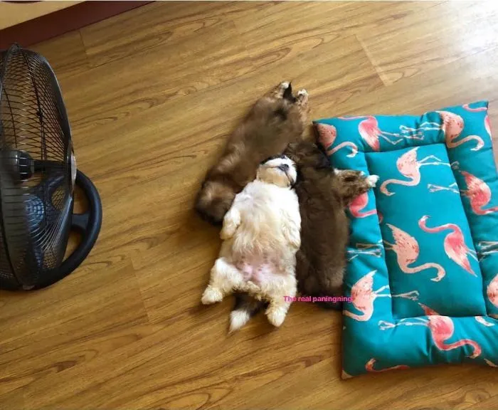 This Puppy Sleeps Like As If It Was 'Turned Off' And It Looks Ridiculously Cute (30 Pics)