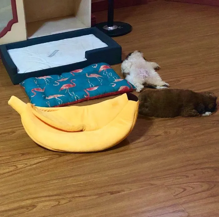 Este cachorro duerme como si se hubiera "apagado", y es ridículamente adorable (30 fotos)