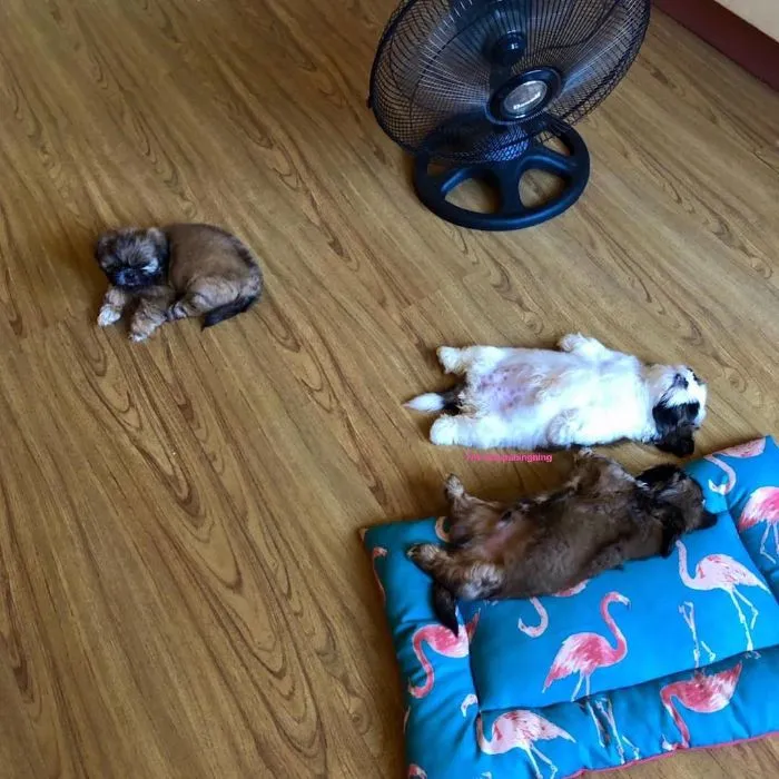 Este cachorro duerme como si se hubiera "apagado", y es ridículamente adorable (30 fotos)