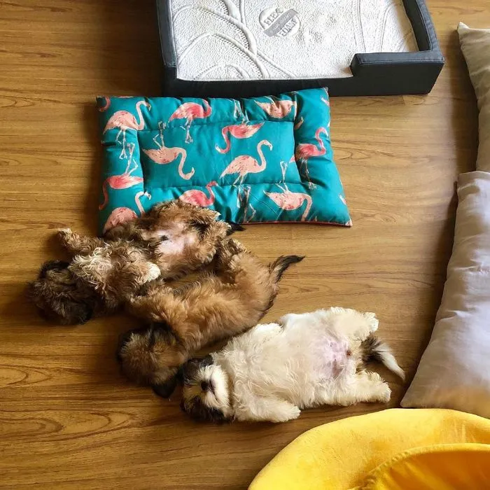 This Puppy Sleeps Like As If It Was 'Turned Off' And It Looks Ridiculously Cute (30 Pics)