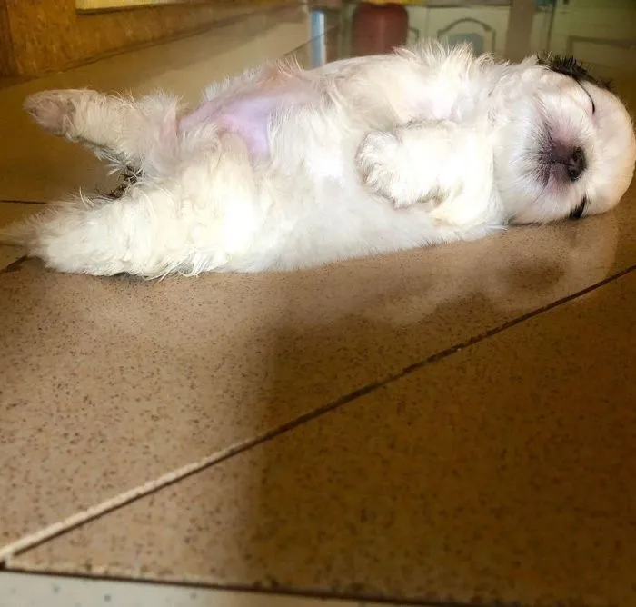 This Puppy Sleeps Like As If It Was 'Turned Off' And It Looks Ridiculously Cute (30 Pics)
