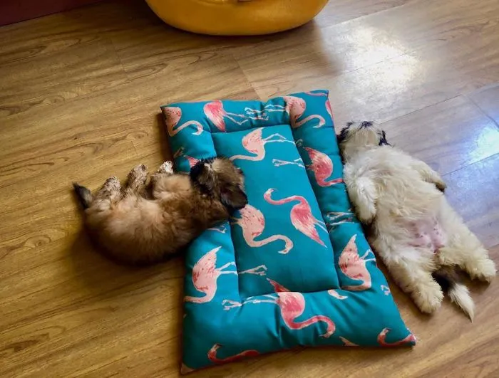 This Puppy Sleeps Like As If It Was 'Turned Off' And It Looks Ridiculously Cute (30 Pics)