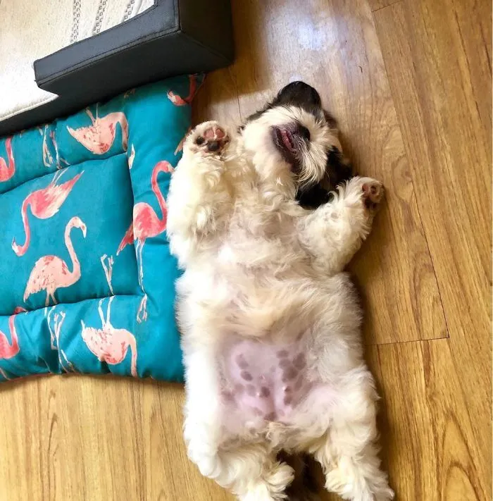 Este cachorro duerme como si se hubiera "apagado", y es ridículamente adorable (30 fotos)