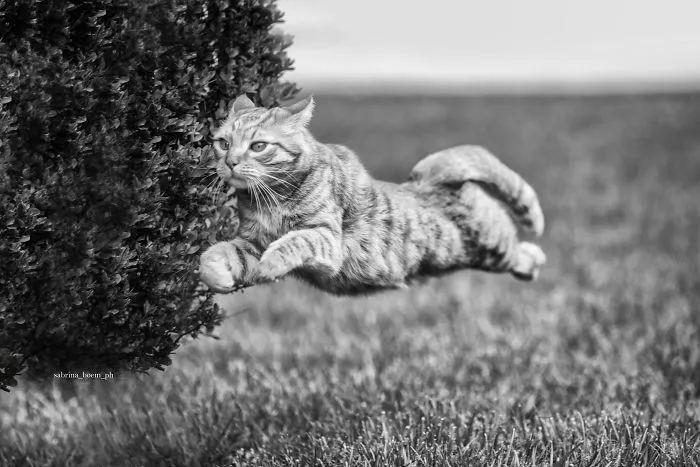 I Have Photos That Prove That My Cat Ricky Can Fly