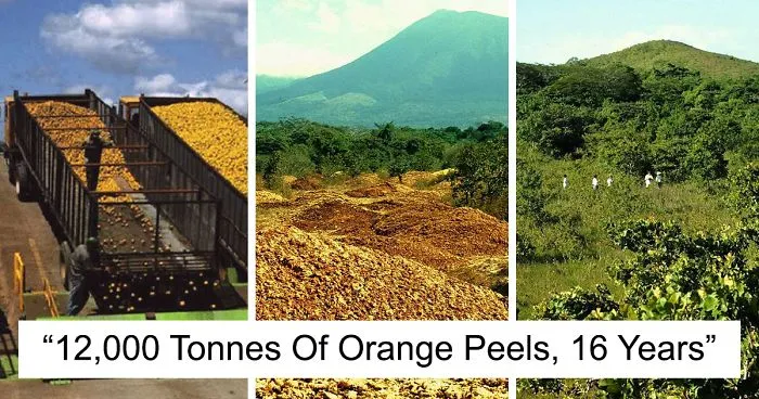 Juice Company Dumped 12,000 Tonnes Of Orange Peels On Virtually Lifeless Soil, 16 Years Later, It Turned Into A Lush Forest