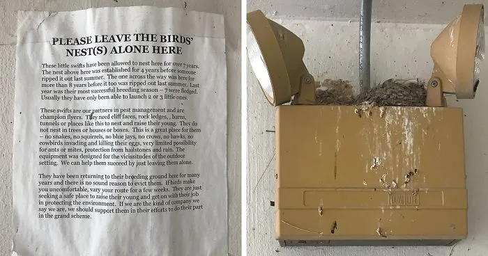 People Kept Destroying These Swifts' Nests So Someone Put Up A Sign Explaining Why We Need To Protect Them