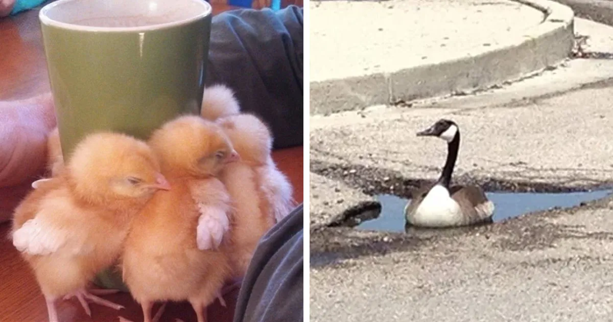 20 Pájaros tan divertidos que tenían que estar en Snapchat