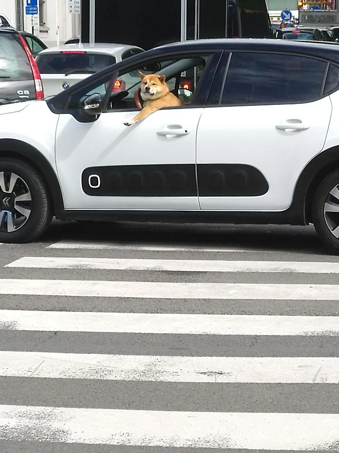 Hoy En Día Le Dan El Carné De Conducir A Cualquiera!