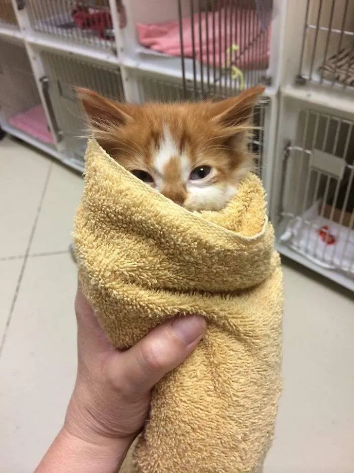 We Can't Wrap Our Heads On How Cute These Purrito Cat Wraps Are
