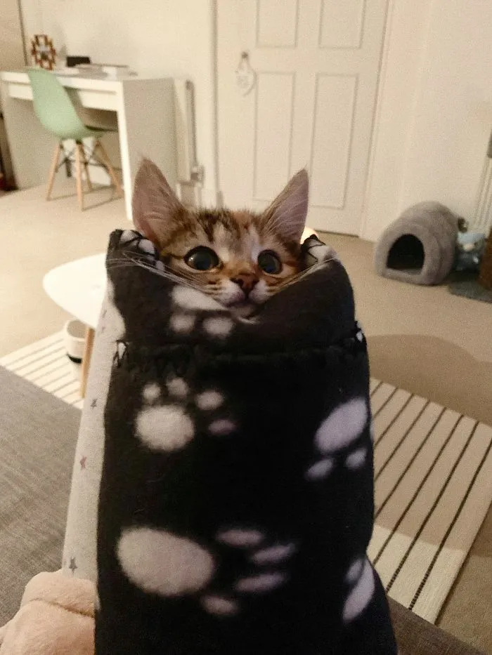 We Can't Wrap Our Heads On How Cute These Purrito Cat Wraps Are