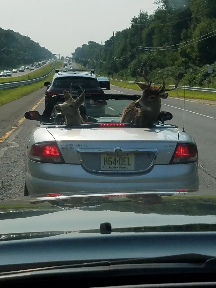 I Was Driving Behind This Today? Stag Party?
