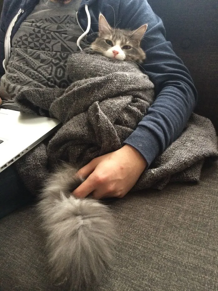 We Can't Wrap Our Heads On How Cute These Purrito Cat Wraps Are