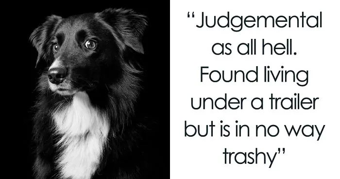 Black Dogs And Cats Are Last On The List For Adoption, I Want To Change That By Taking Beautiful Portraits Of Them