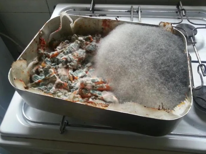 "Flatmate Made Pasta, Then Left For A Vacation." (I Sort Of Want To Cuddle It)