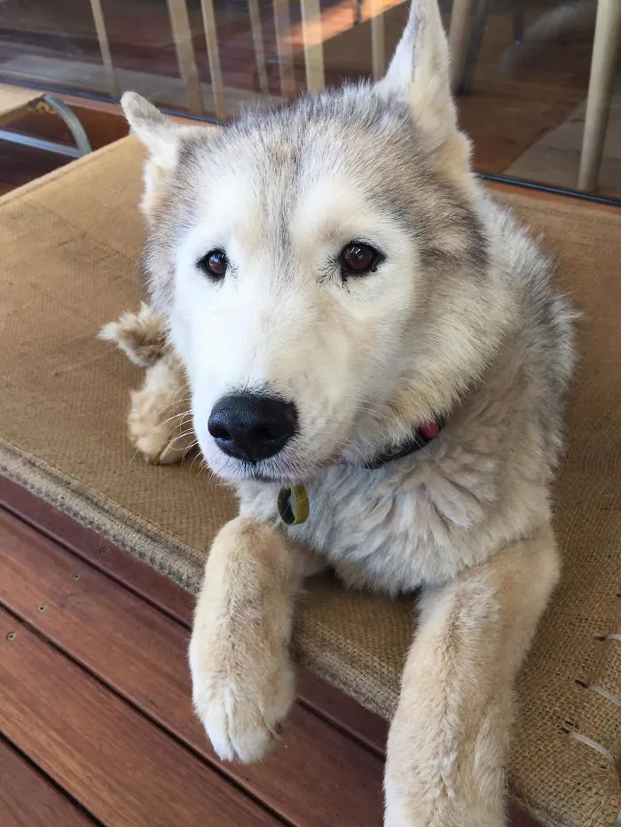 Este husky de 11 años parece un cachorro