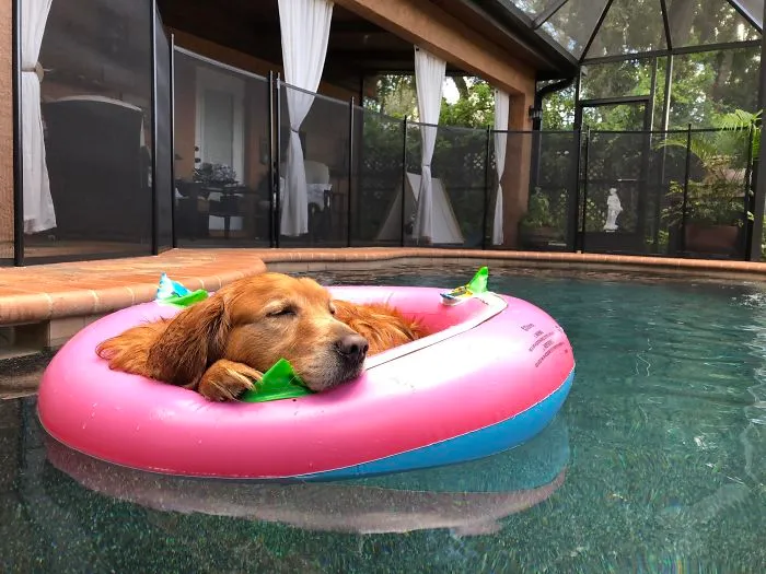 Este perro mayor sabe como pasar un domingo en Florida