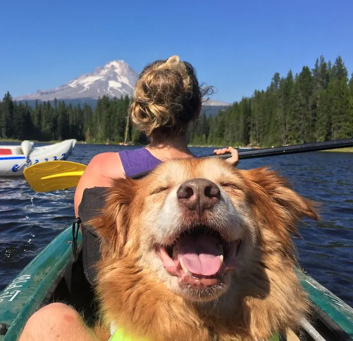 Rescued A Senior Floofer This Year, We Call This Her “Retirement”