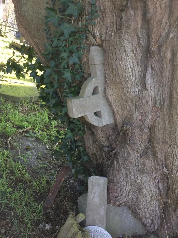 Árbol creciendo sobre una tumba y llevándose la cruz consigo