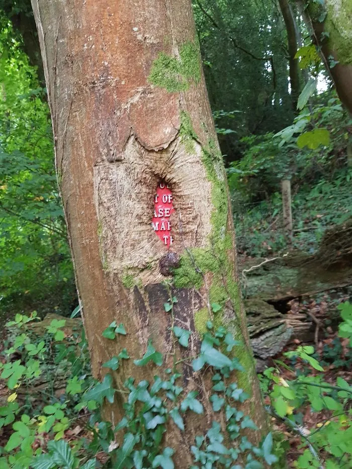 This Tree Has Nearly Totally Grown Around A Sign