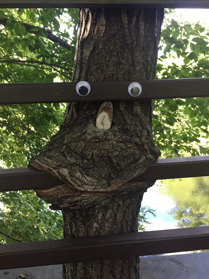 Le pusieron ojos saltones a este árbol que está consumiendo un puente