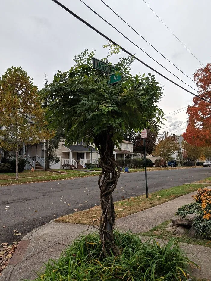 This Street Sign Has Been Covered By This Tree