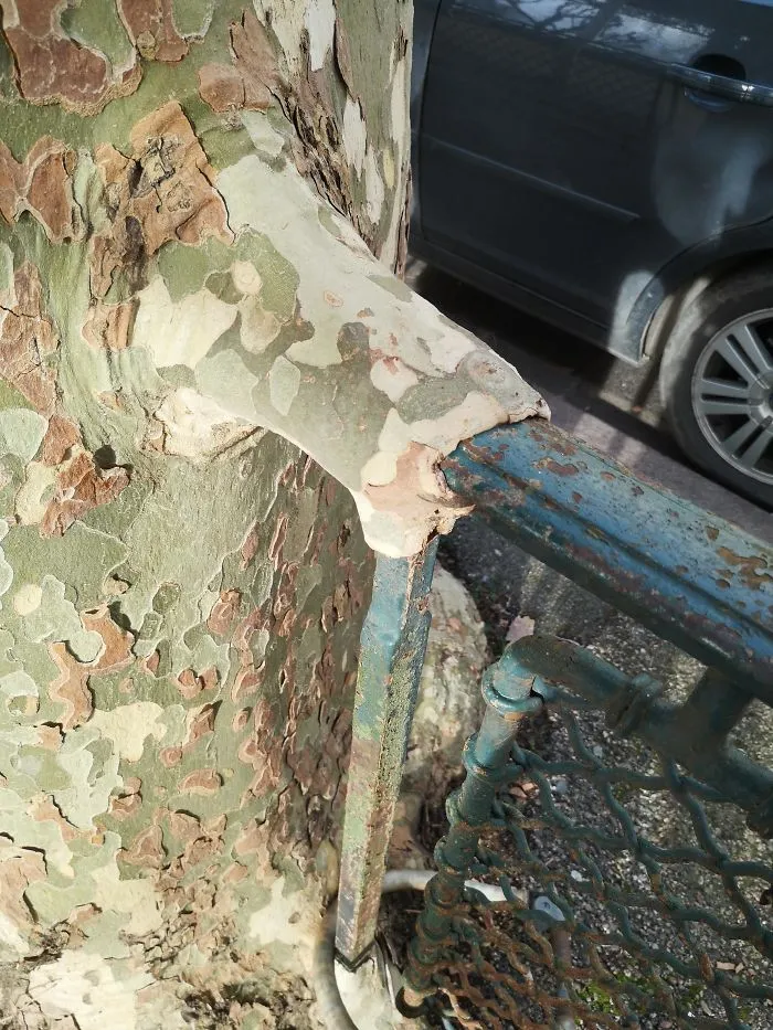 A Tree Eating A Fence