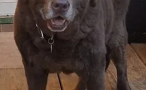 30 Wholesome Pics Of Senior Good Boys