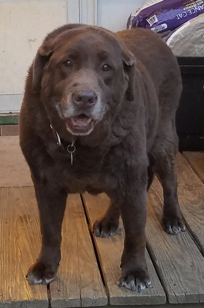 This Boy Just Turned 15. Can't Hear And Stands With Effort But Still The Sweetest Pup Ever Born