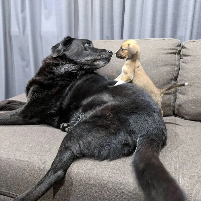 Cachorrito conociendo a un anciano
