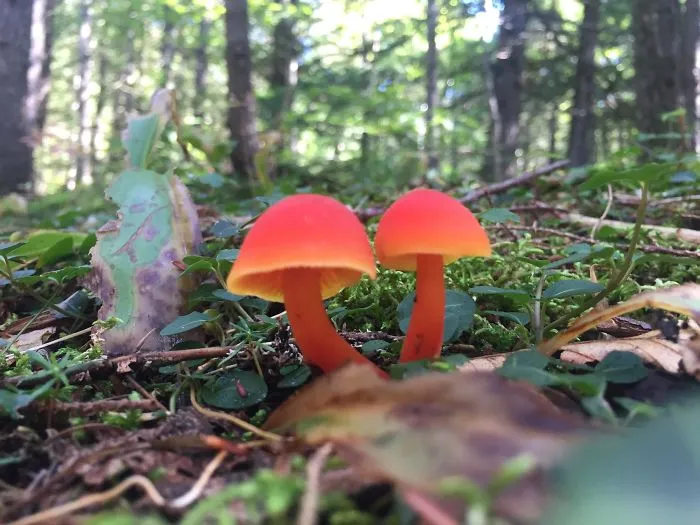 Encontramos estas setas en el bosque, seguro que hay una madriguera cerca