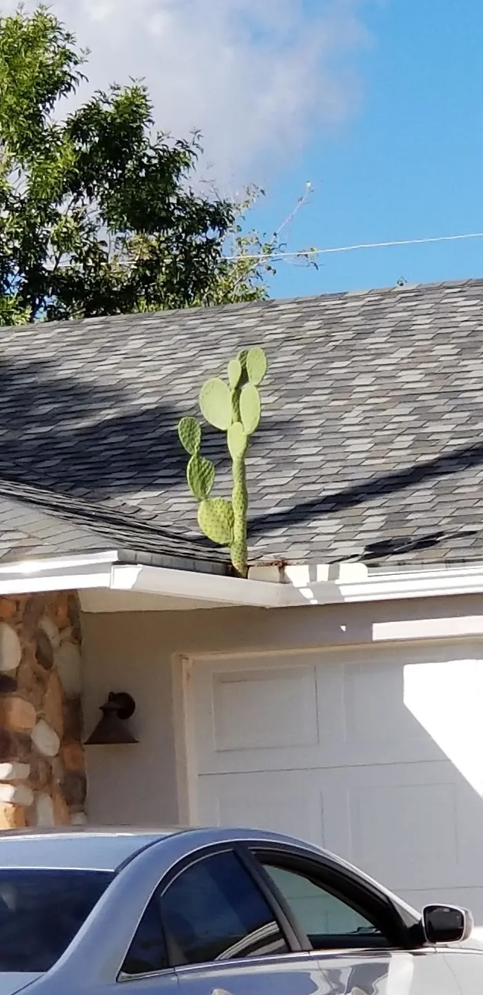 Cactus In A Rain Gutter