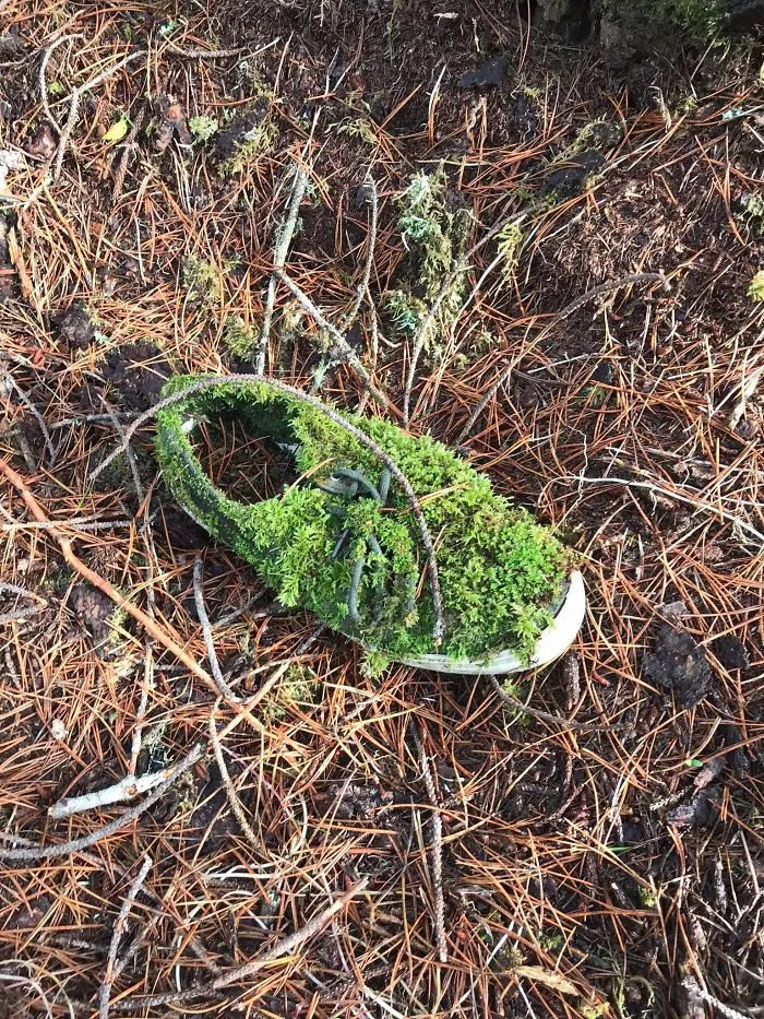 Found A Shoe In The Woods
