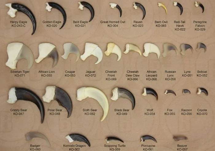 Eagle Claws Are Pretty Big Even In Comparison With Mammalian Predators
