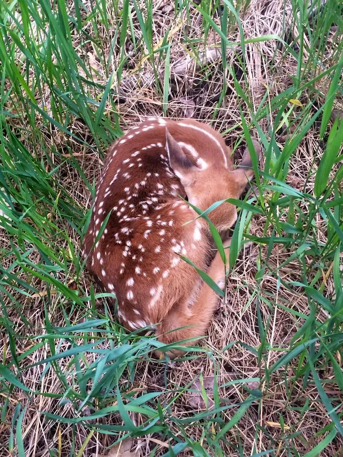 I Was Out For A Walk In The Woods Today And Almost Stepped On This Beauty
