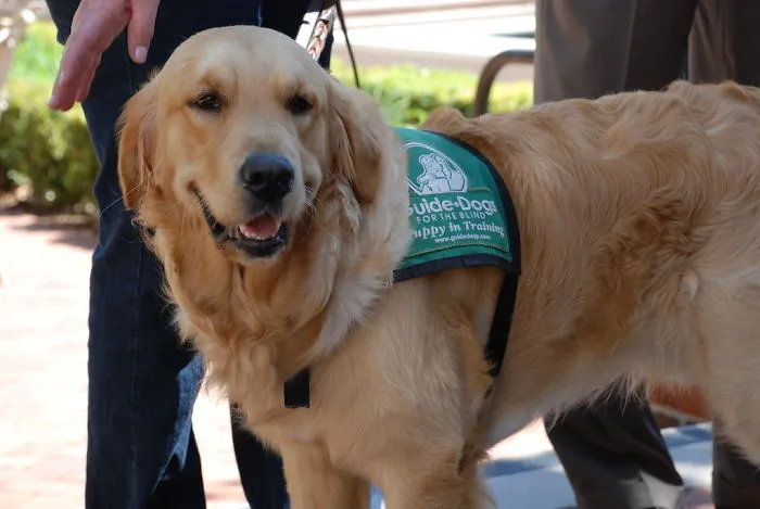 In Virginia, Stealing A Dog Can Be Punishable By Up To 10 Years In Jail