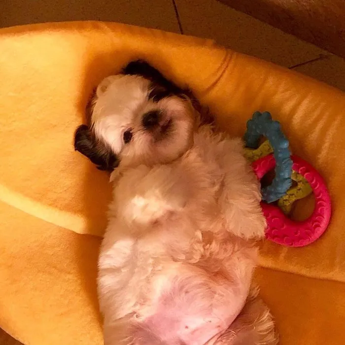 This Puppy Sleeps Like As If It Was 'Turned Off' And It Looks Ridiculously Cute (30 Pics)