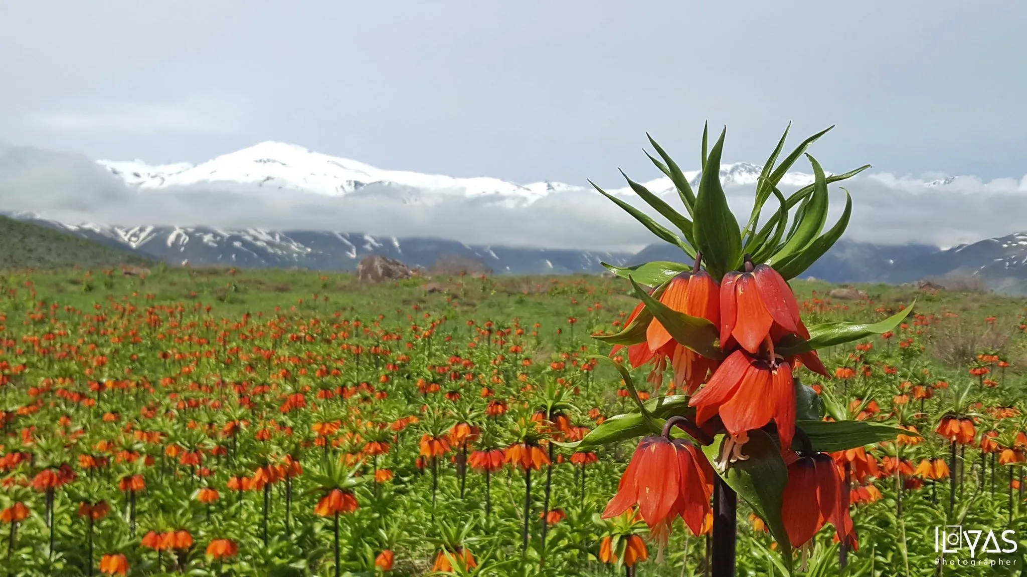 Spring In Kurdistan: (Fritillaria Imperialis) In Choman