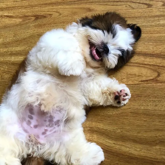 This Puppy Sleeps Like As If It Was 'Turned Off' And It Looks Ridiculously Cute (30 Pics)