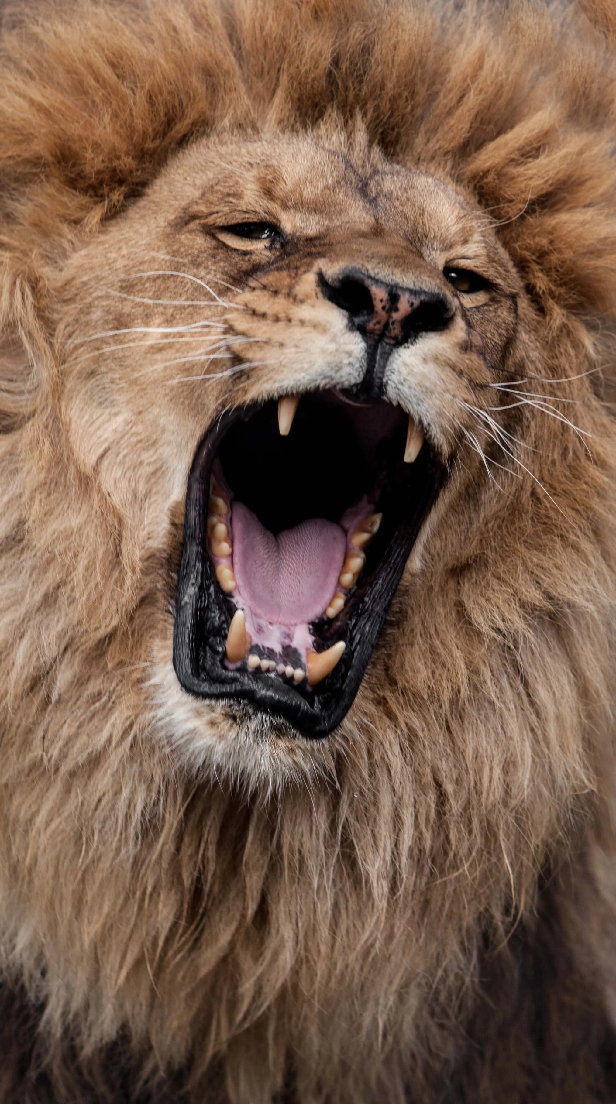 Lets Protect The Wild Animals