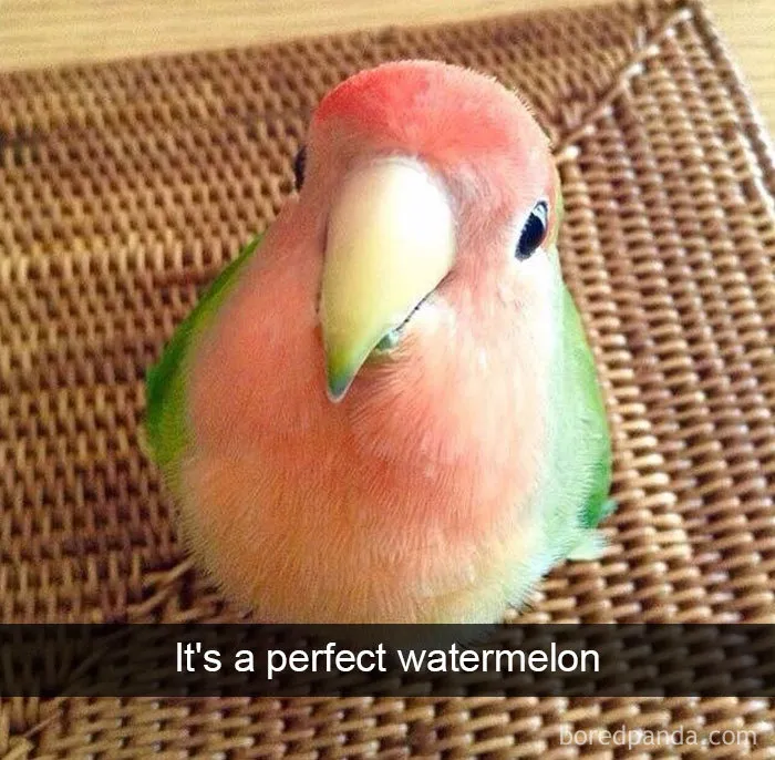 50 Times Birds Were So Funny, People Just Had To Snapchat Them