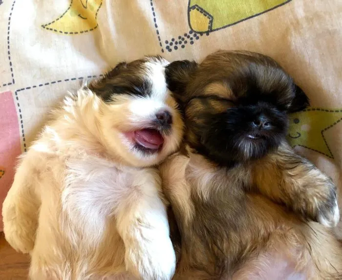 This Puppy Sleeps Like As If It Was 'Turned Off' And It Looks Ridiculously Cute (30 Pics)