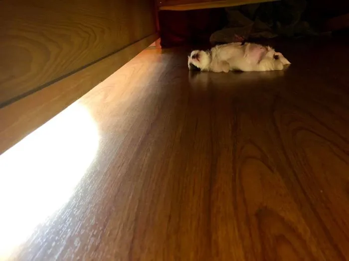 Este cachorro duerme como si se hubiera "apagado", y es ridículamente adorable (30 fotos)