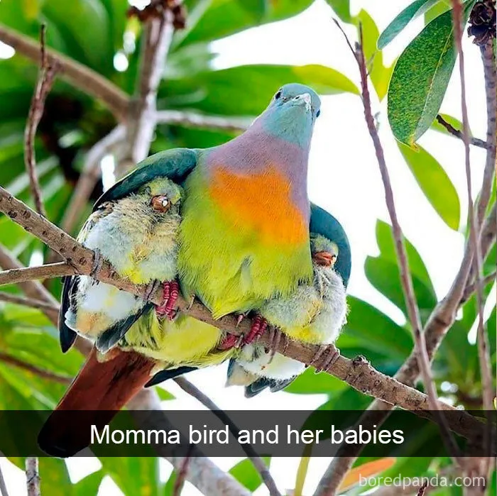 50 Times Birds Were So Funny, People Just Had To Snapchat Them