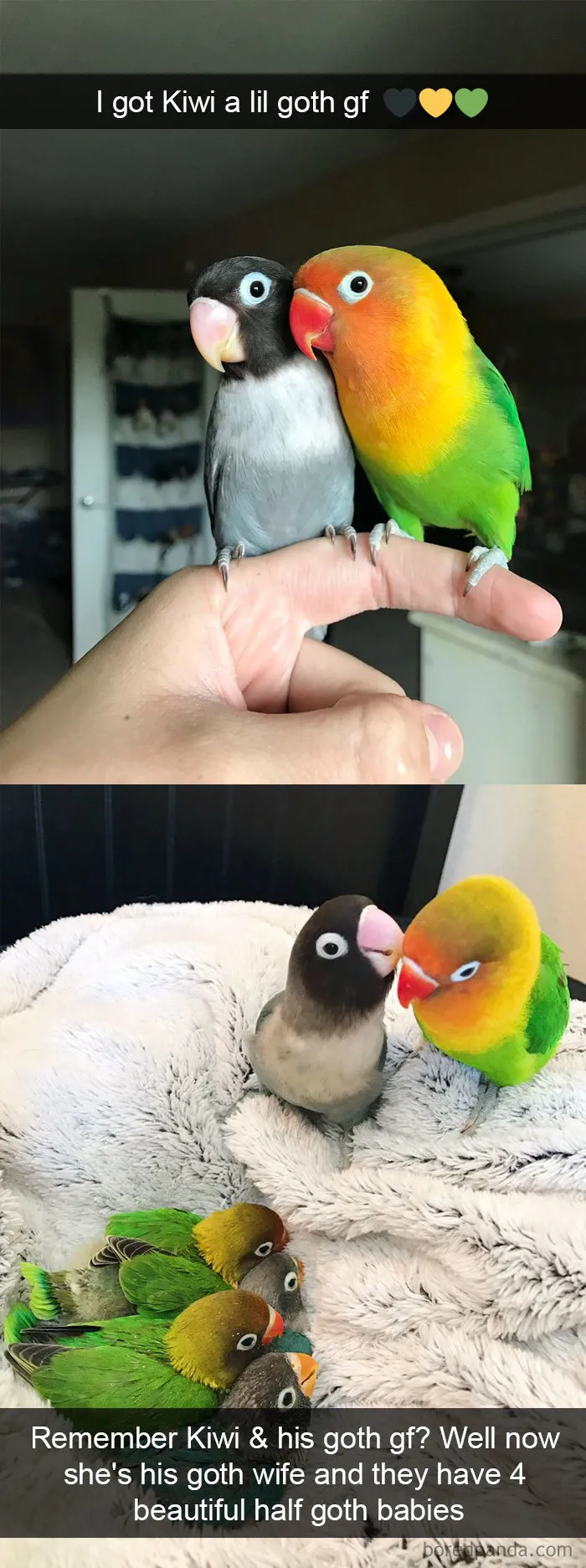 50 Times Birds Were So Funny, People Just Had To Snapchat Them