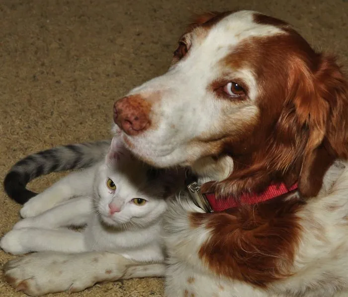 New Zealand Has Officially Recognized That Animals Are Sentient