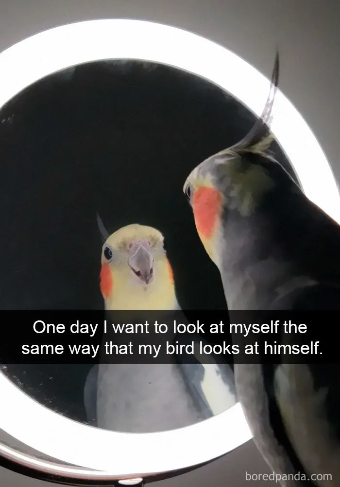 50 Times Birds Were So Funny, People Just Had To Snapchat Them