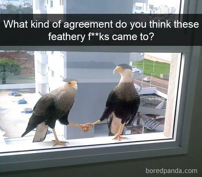 50 Times Birds Were So Funny, People Just Had To Snapchat Them