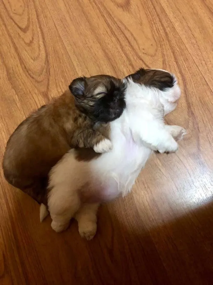 This Puppy Sleeps Like As If It Was 'Turned Off' And It Looks Ridiculously Cute (30 Pics)